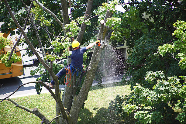 Reliable Glen Rose, TX Tree Care Solutions